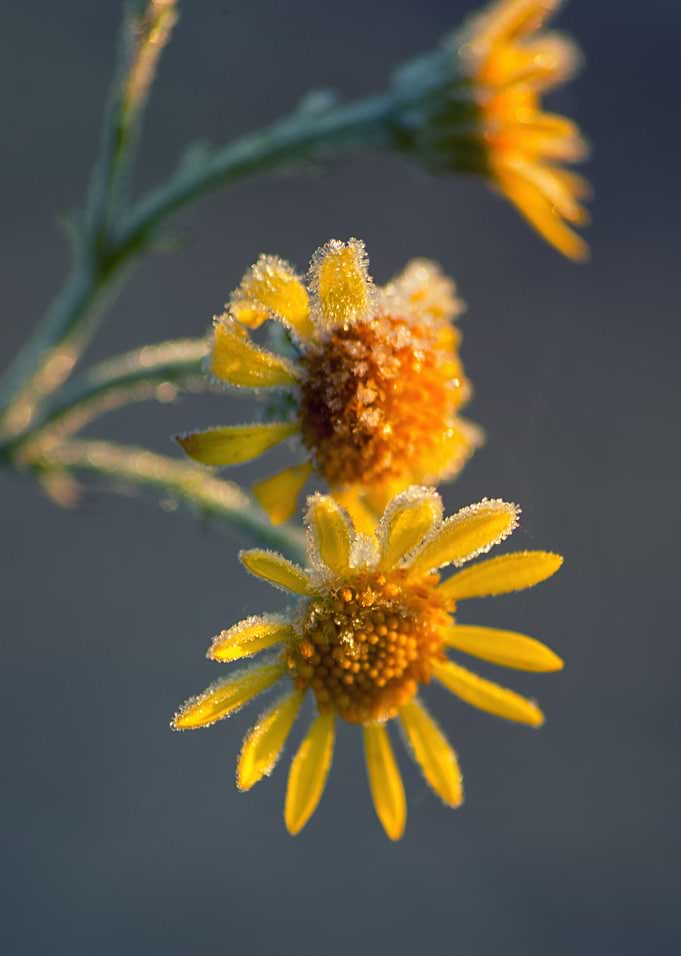 Frozen yellow flowers