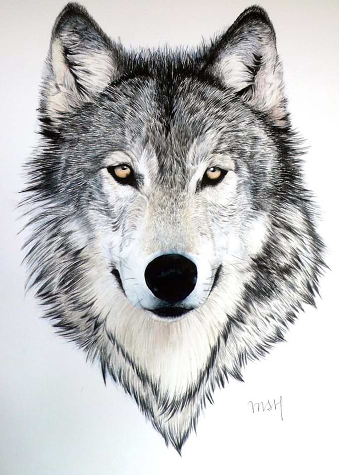 DarkPaw Wolf