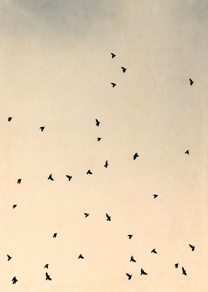 Starlings and Sky i.