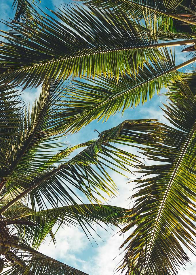 Tropical