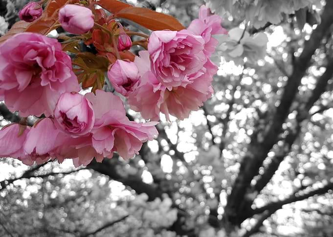 Pink Blossom