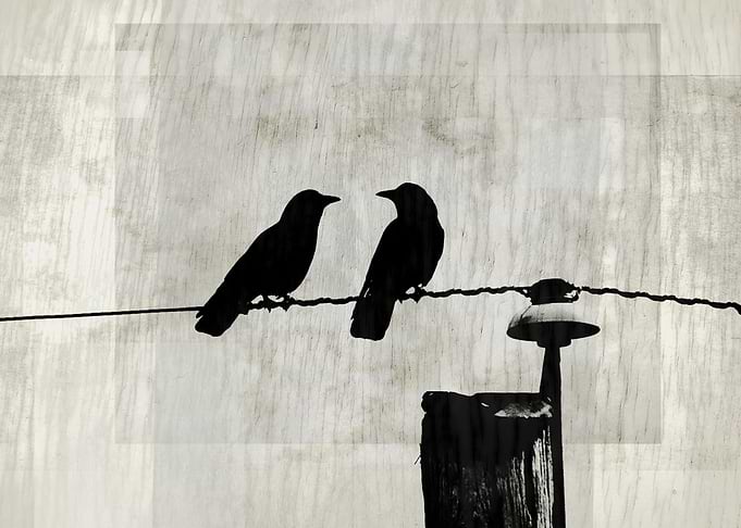 A Feathery Pair