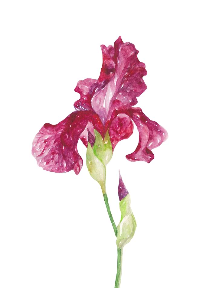 Iris