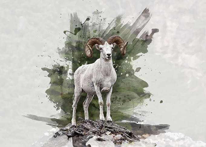 Majestic Ram