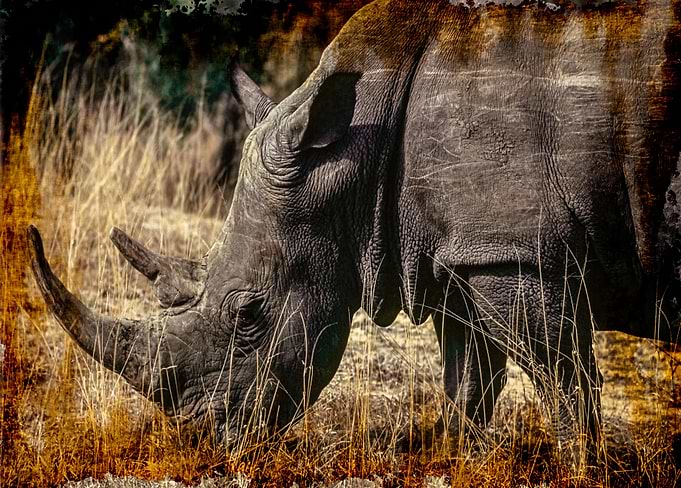 Rhinoceros in Krüger Park