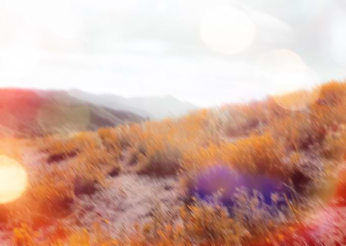 yellow flower field on the mountain with summer li