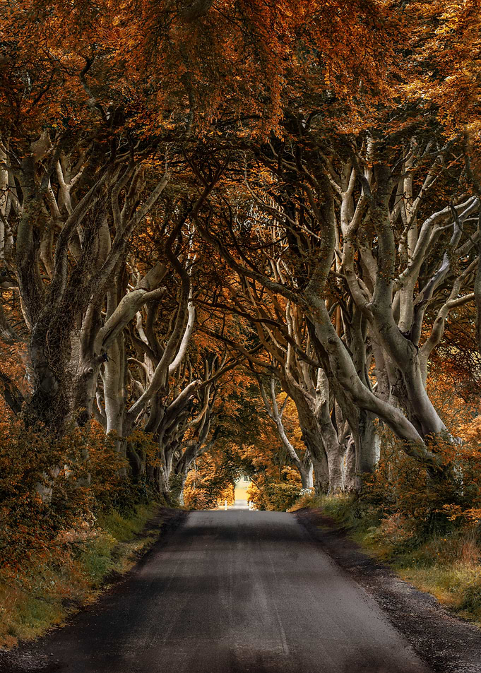 Dark Hedges alley in autumn. Northern Ireland