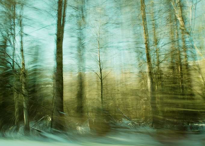 Moved By Trees ii