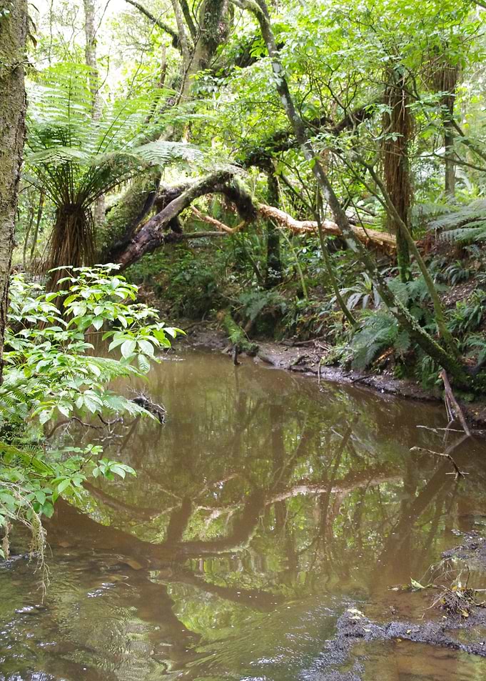 Reflections in the Forest