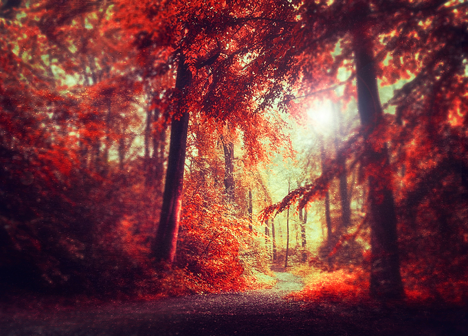 Red Woods