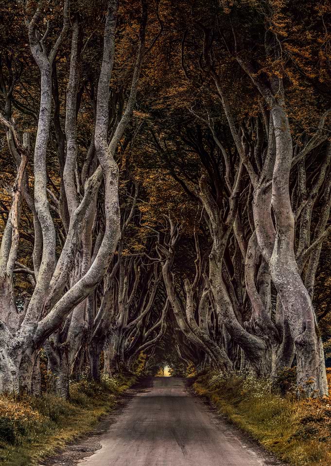 Dark Hedges in Northern Ireland