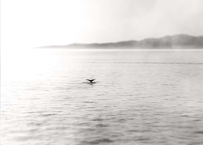 Whale Tail - Howe Sound, British Columbia, Canada