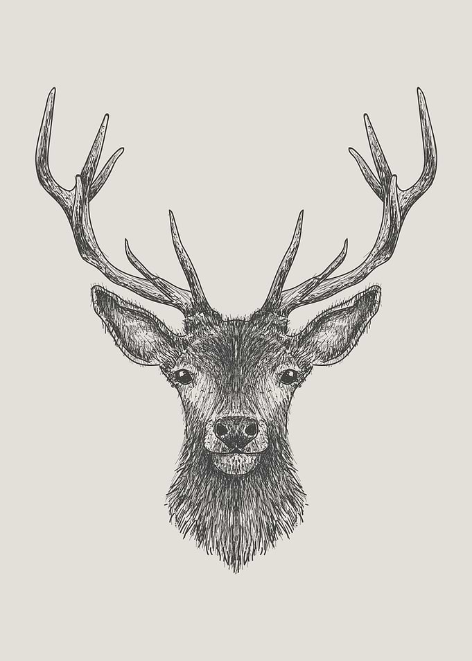 Hand Drawn Stag