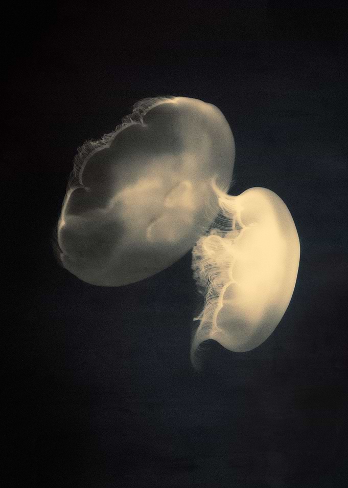 Moonjellies III