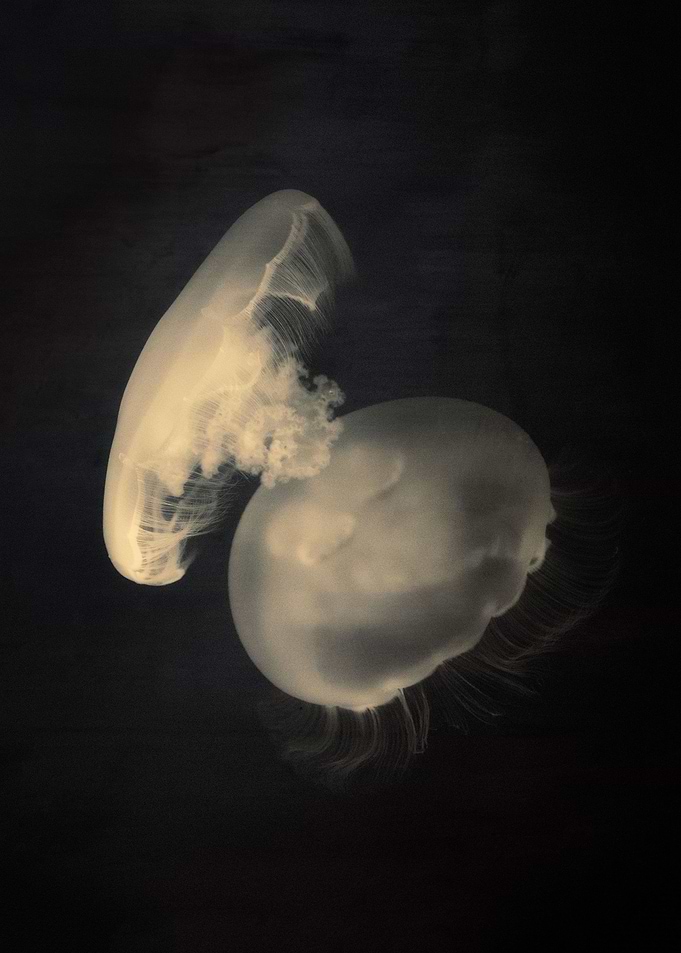 Moonjellies II