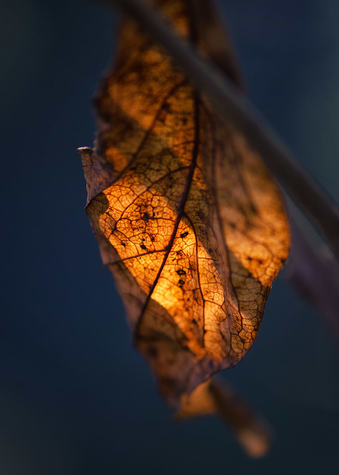 Autumn leaf
