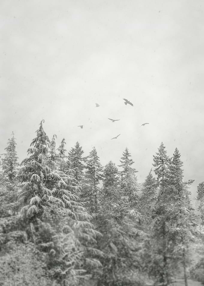 Snowbirds i