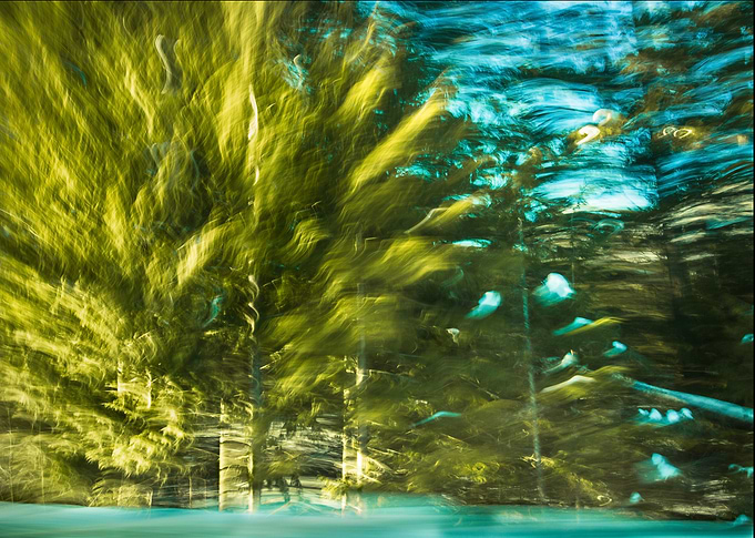 Moving Trees i
