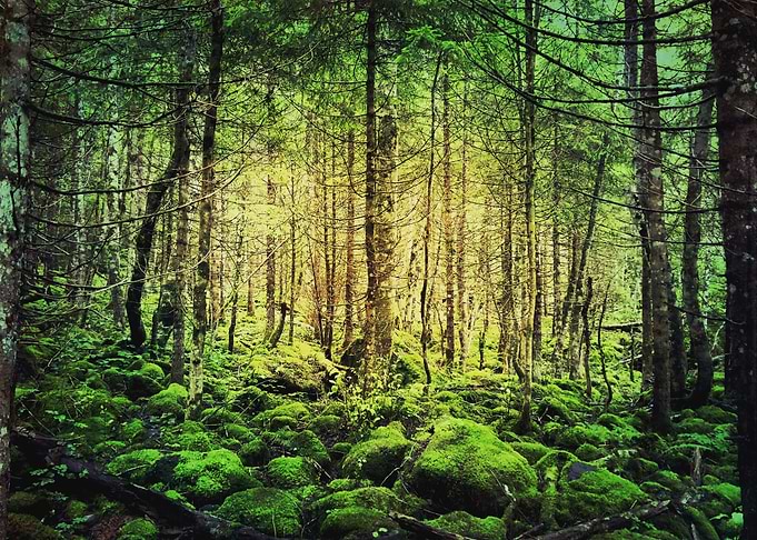into the woods
