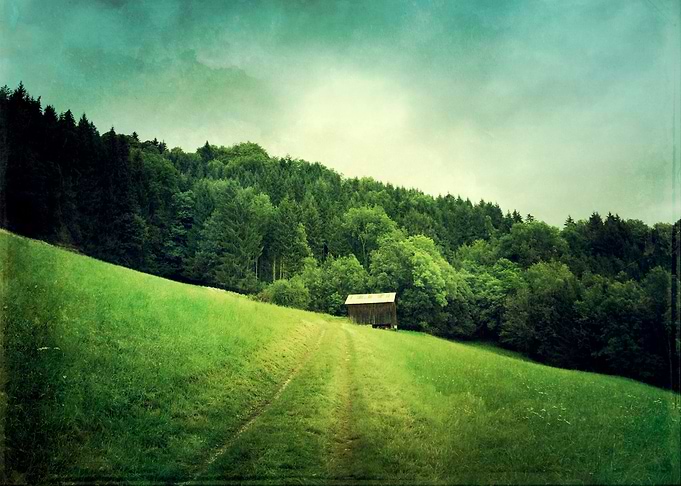cabin in the woods