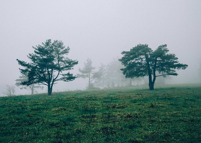Mystic Forest in Slovenia 04