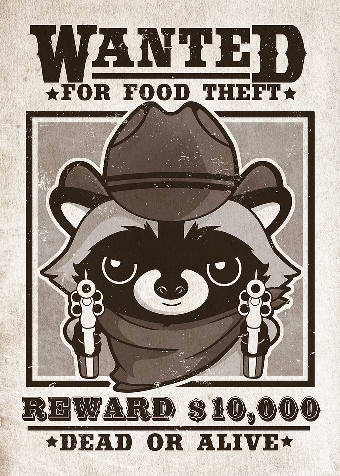 wanted racoon for food theft