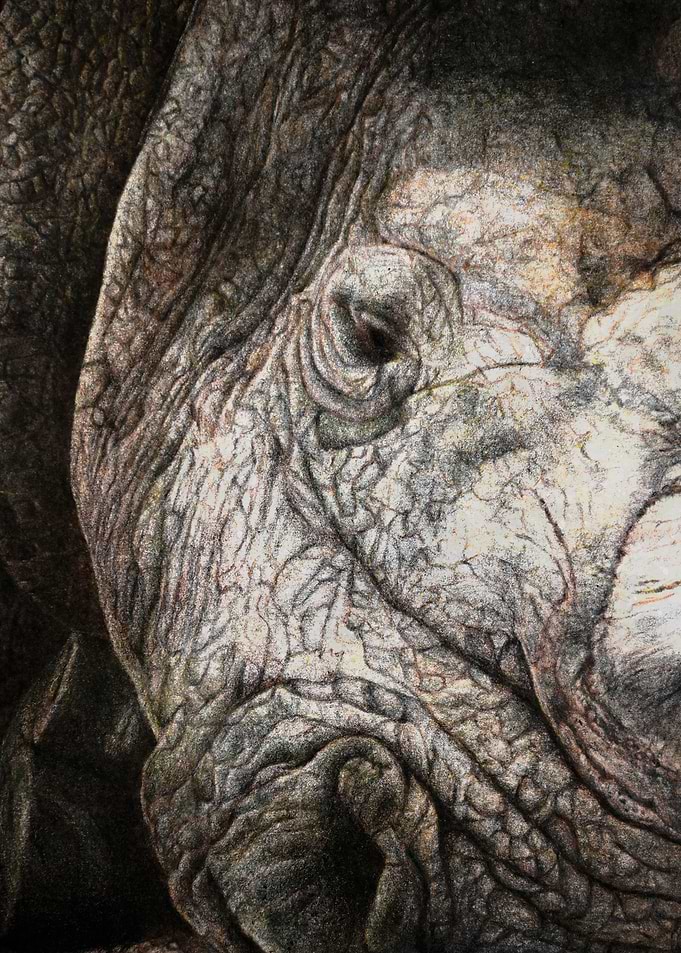 Rhinocero Hope