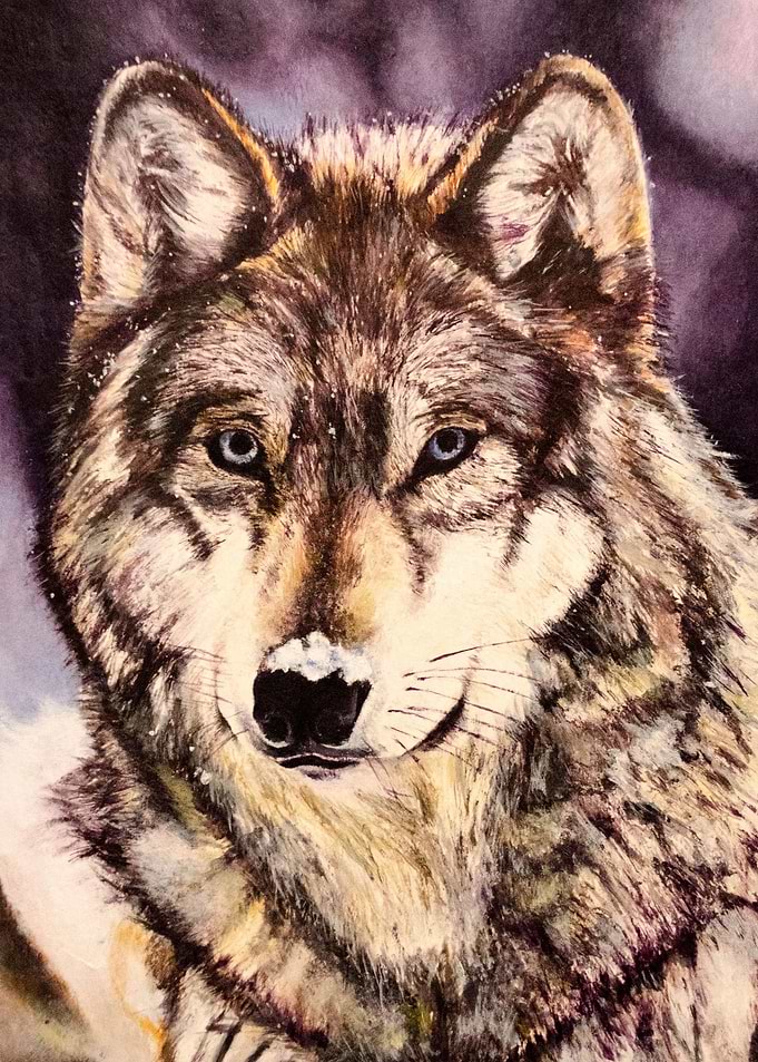 Wolf on the Snow