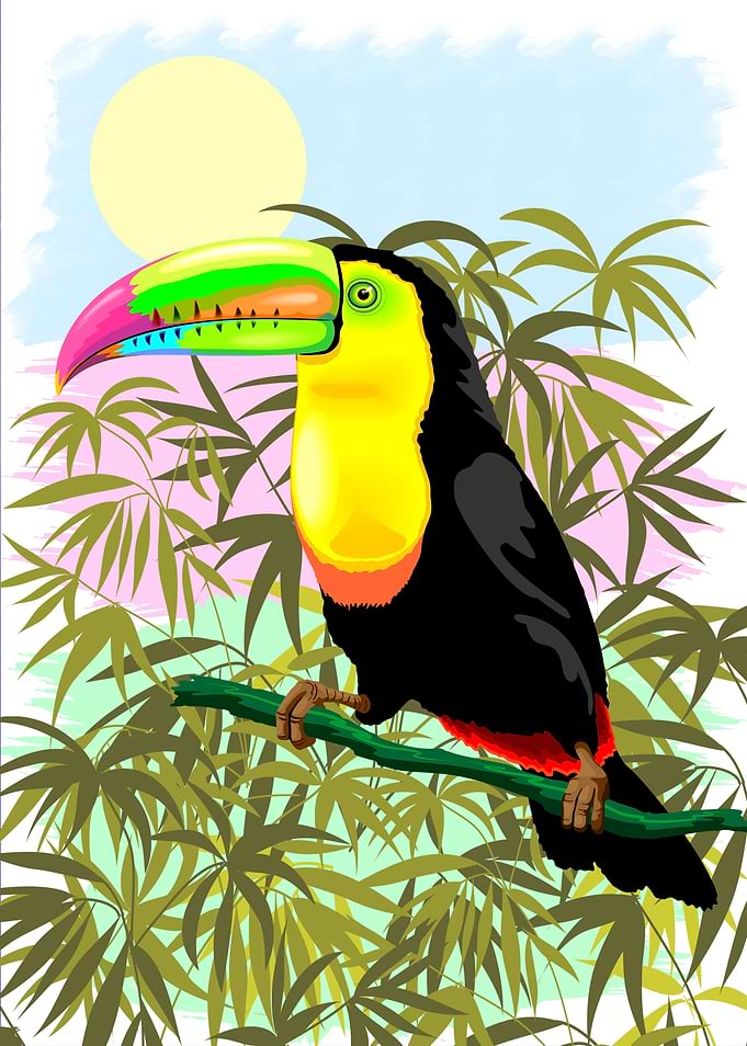 Toucan Wild Bird from Amazon Rainforest