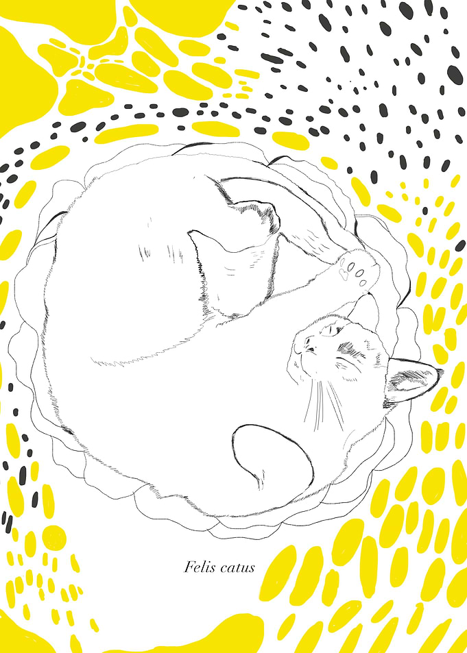 Felis catus