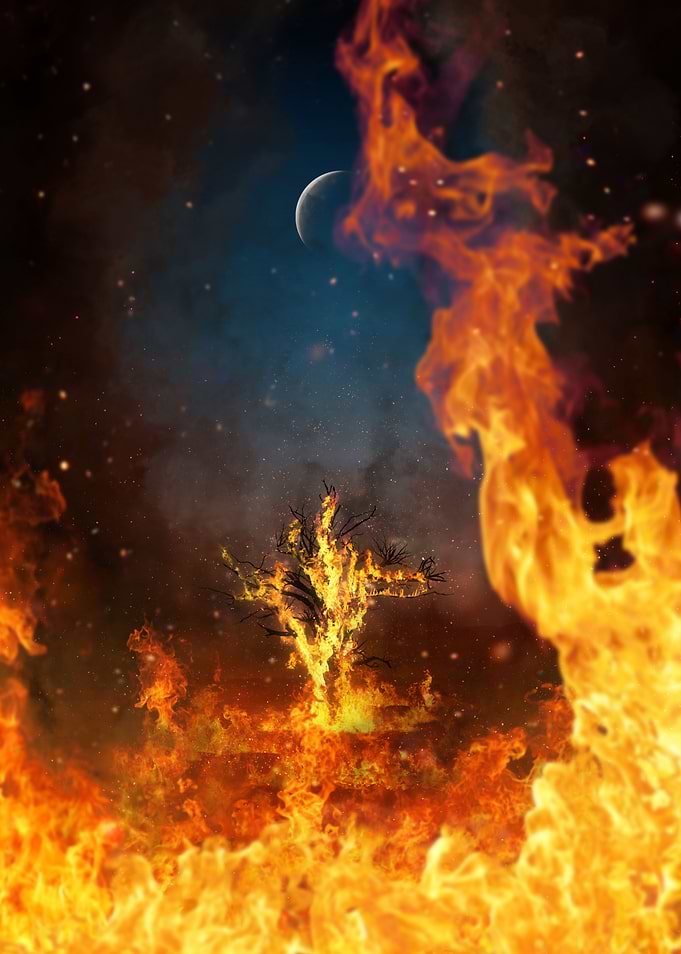 Burning Tree