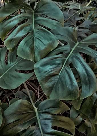 dark monstera