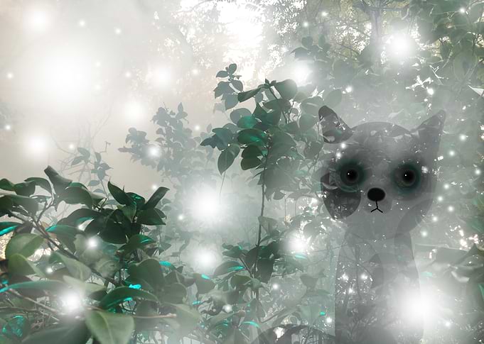 magic mist