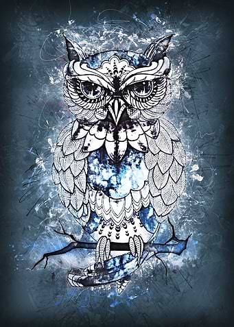 owl
