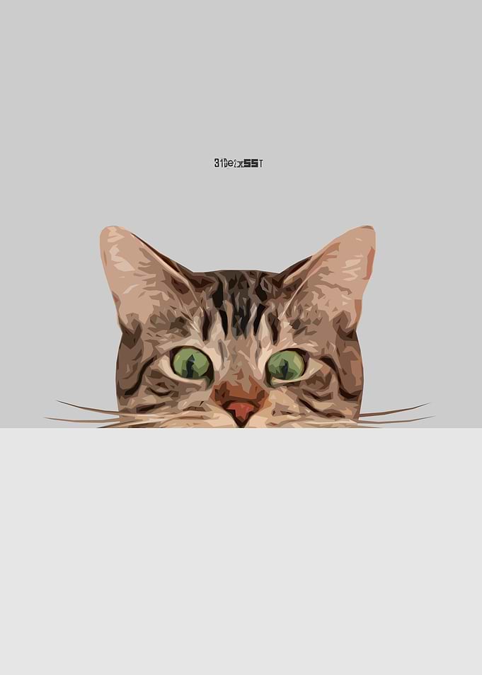 Cat On Grey
