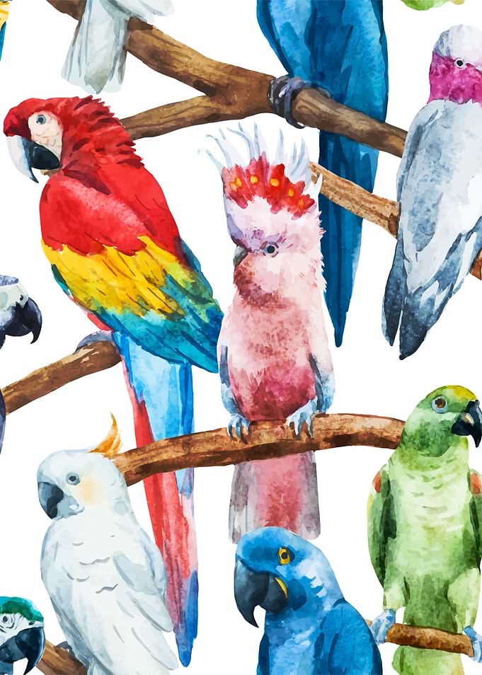 Parrot Pattern 01