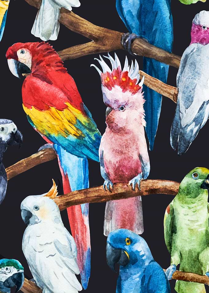 Parrot Pattern 03