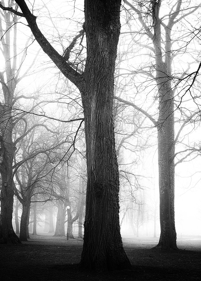 Bare tree