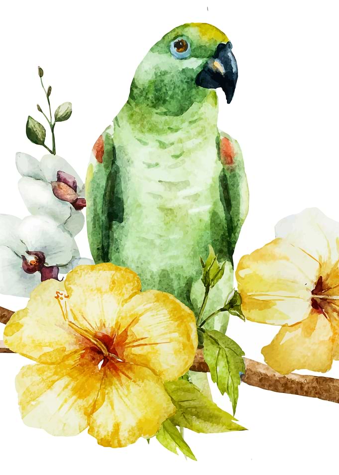 Parrot 01