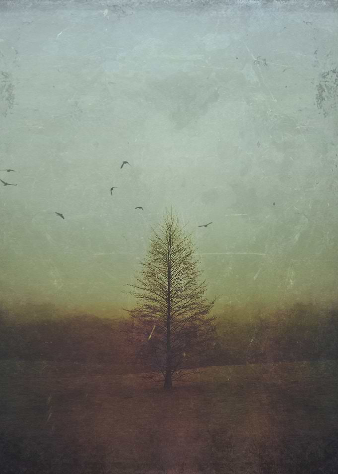 Misty Meadow