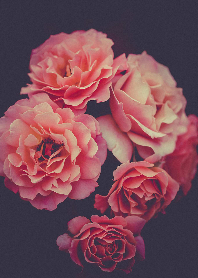Pink flower