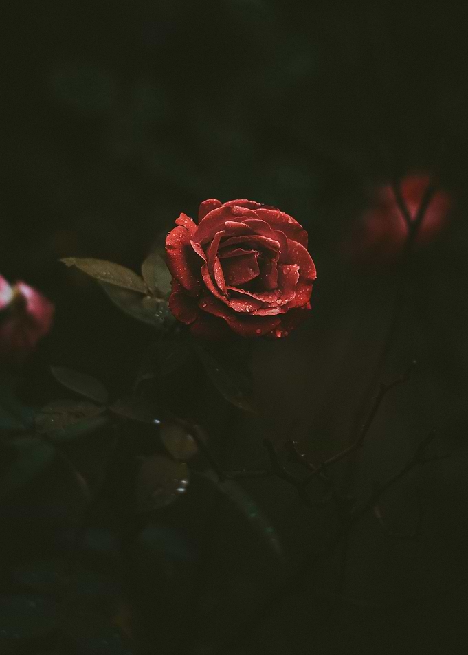 Rose in the dark