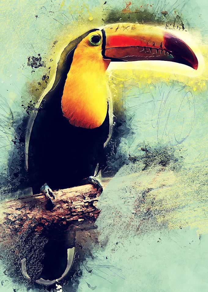 Toucan