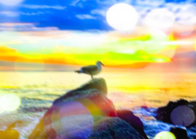 bird on the stone with the summer beach sunset bac