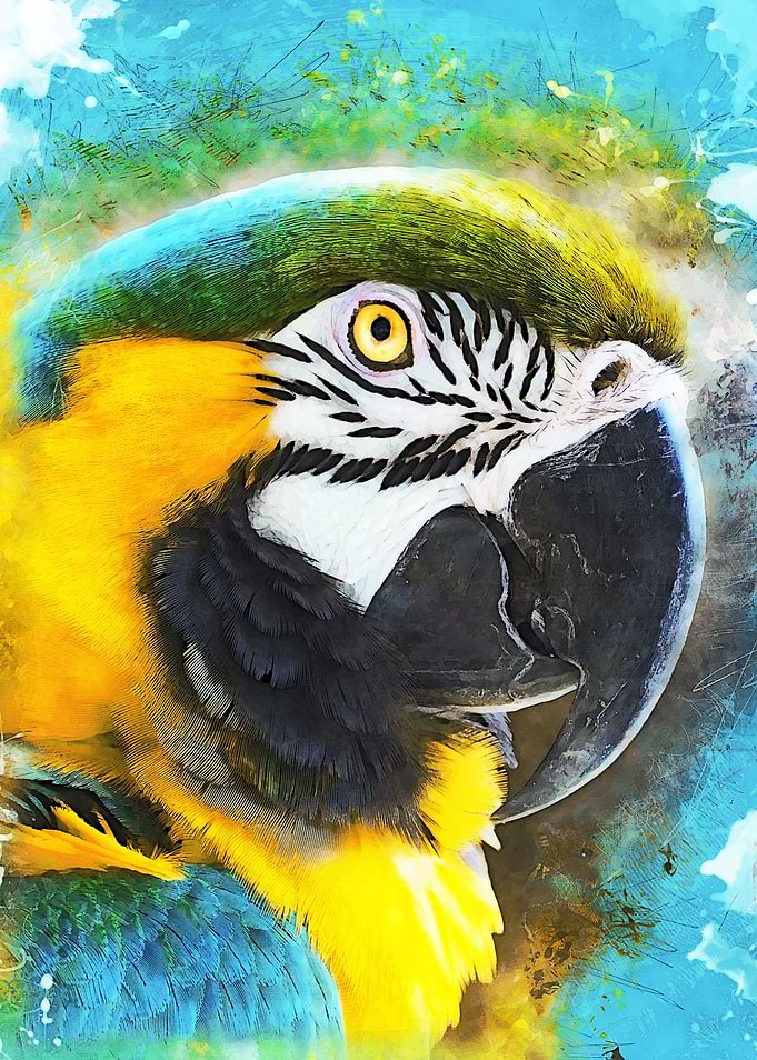 Parrot