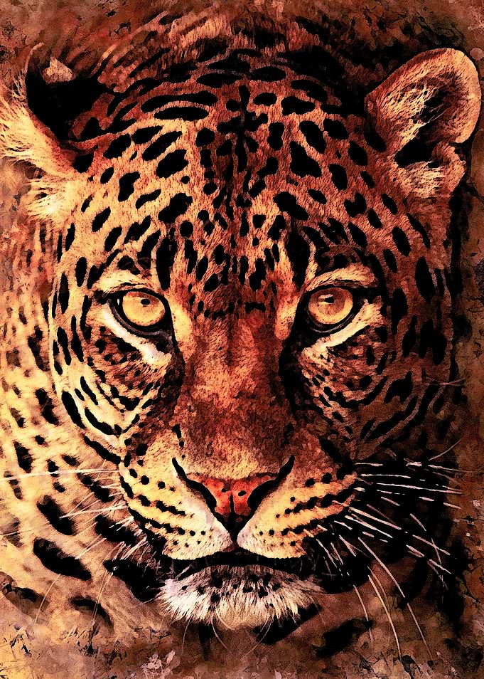 Gepard