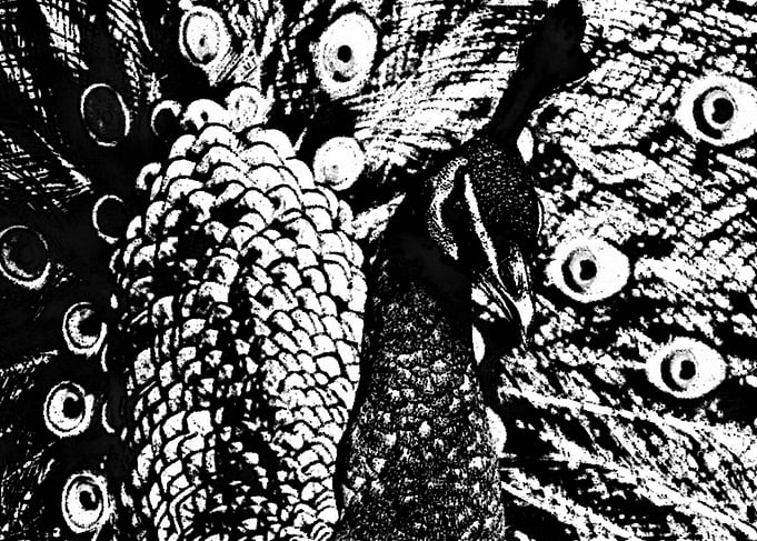 peacock black&white