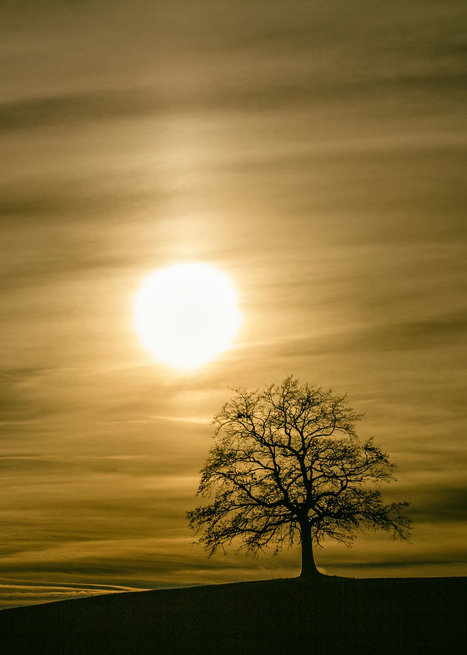 Lone Tree