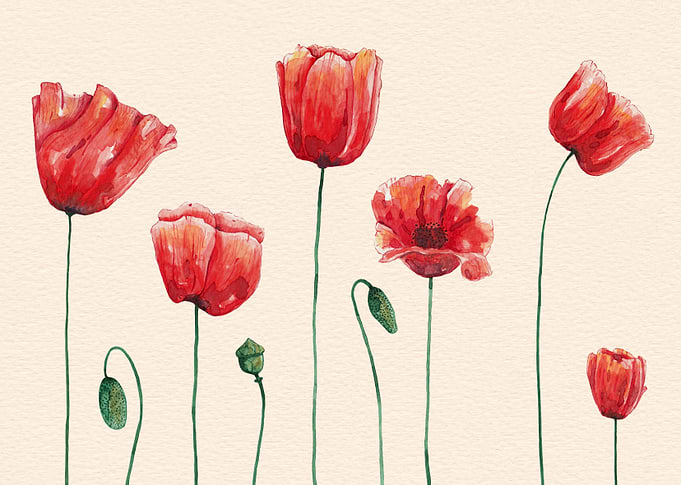 Poppies Time