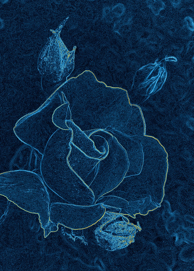 blue rose contour